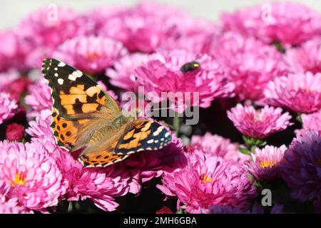Bella Pararge aegeria Butterfly soggiorno su fiori rosa Foto Stock
