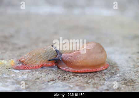 Alta risoluzione dei molluschi gasteropodi terrestri, senza conchiglie, di grandi terre Foto Stock