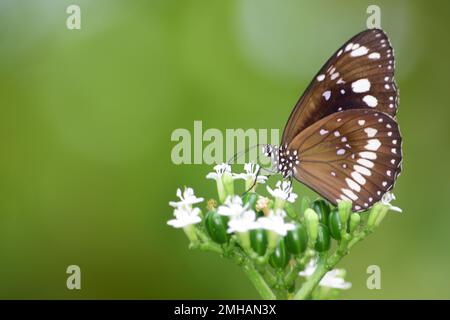 Farfalla Crow australiana comune sui fiori Foto Stock