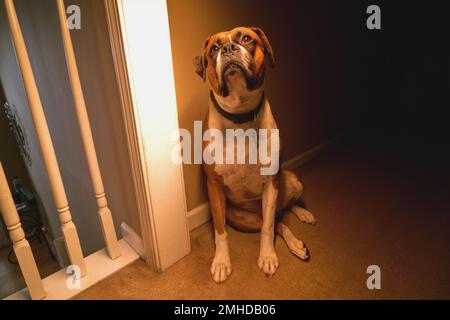 Boxer cane all'interno di casa guardando triste seduta giù sul corridoio del pavimento Foto Stock