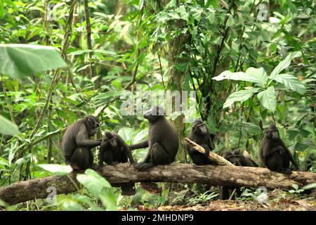 I macachi neri di Sulawesi (Macaca nigra) si adornano durante l'attività sociale nella foresta di Tangkoko, Sulawesi settentrionale, Indonesia. Gli scienziati Primate hanno rivelato che le reti di governare in questi macachi criticamente minacciati sono robuste. Le connessioni e le attività sociali sono fortemente influenzate dalla gerarchia sociale e debolmente vincolate dalla parentela. Foto Stock