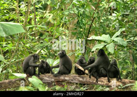 Una truppa di macachi crestati Celebes governare; impegnato in attività sociale. 'Sociale' è una delle cinque classi di attività di macaco crestato identificate da Timothy o'Brien e Margaret Kinnaird in un documento di ricerca pubblicato per la prima volta nel giornale internazionale di Primatologia nel gennaio 1997. Il primate endemico di Sulawesi trascorre il 21,8 per cento del loro tempo ad essere impegnato in attività sociali, dice il rapporto. E spende più del 60% della giornata a terra. Foto Stock