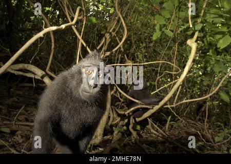 Un giovane macaco solawesi con crestata nera (macaca nigra) si avvicina curiosamente alla lente del fotografo nella Riserva Naturale di Tangkoko, Sulawesi Nord, Indonesia. Le espressioni facciali sono un canale di comunicazione principale usato da molte specie differenti del primate, ha scritto un gruppo degli scienziati del primate guidati da Jerome Micheletta nel loro articolo 2015 accessibile attraverso PubMed (Biblioteca Nazionale di Medicina, Centro Nazionale per le informazioni di Biotecnologia). Foto Stock