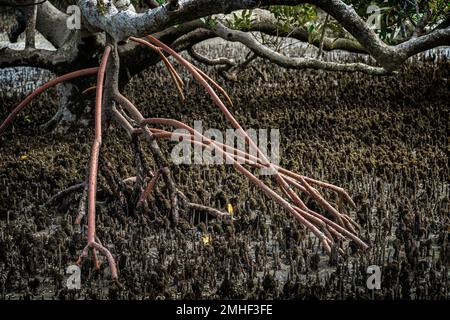 Primo piano della radice aerea della mangrovia Rossa (mangrola di Rhizophora) a basso tempo. Queensland Australia Foto Stock