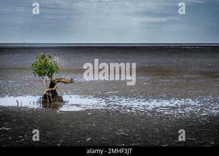 Singola mangrovia grigia (marina di Avicennia) che mostra radici simili a pioli su un piano di sabbia con bassa marea. Hervey Bay, Queensland Australia Foto Stock