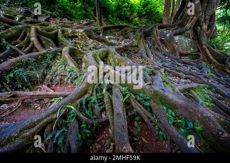 Le radici dello Strangler Fig si sparse sul torrente roccioso dell'OBI Creek vicino a Gardners Falls al di fuori di Maleny, Sunshine Coast Hinterland, Queen Foto Stock