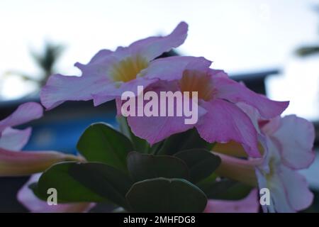 Layout creativo fatto di fiori rosa e foglie verdi. Concetto naturale Foto Stock