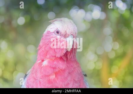 Primo piano ritratto di Pink Galah (Eolophus roseicapillus) Queensland Australia Foto Stock