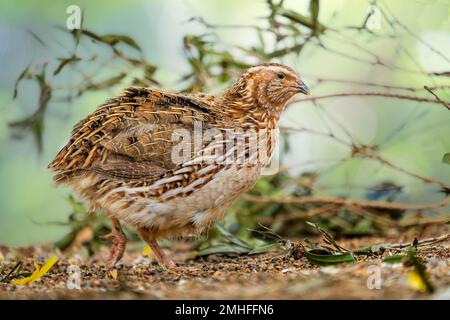 Quaglia comune (Corturnix coturnix) Foto Stock