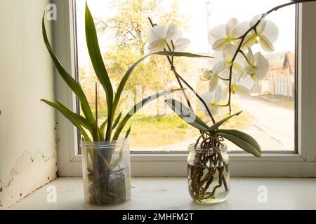 Phalaenopsis fiori interni stand in vaso trasparente su una finestra in una stanza Foto Stock