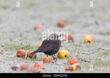 Turdus merula, femmina adulta in piedi su erba gelida tra le mele, Suffolk, Inghilterra, gennaio Foto Stock