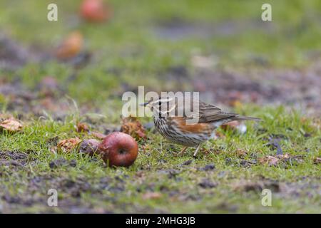 Redwing Turdus iliacus, adulto che mangia su mela, Suffolk, Inghilterra, gennaio Foto Stock