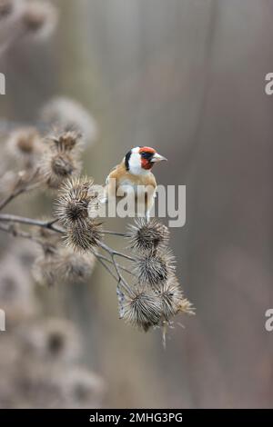 Carduelis carduelis, cibo per adulti su burdock, Suffolk, Inghilterra, gennaio Foto Stock