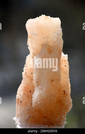 Sale himalayano tintato rosa (halite) di varie forme naturali : (pix Sanjiv Shukla) Foto Stock