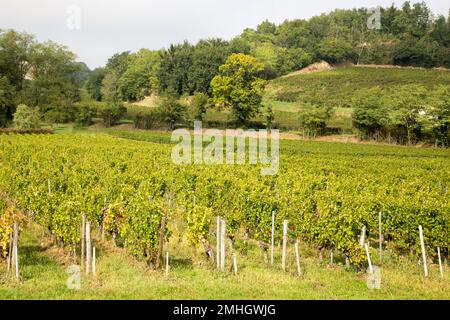 St émilion vigneti paesaggio di vino bordeaux Saint Emilion in Francia Foto Stock