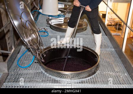 vinificazione con uve rosse e raccolta in vasche d'acciaio Foto Stock