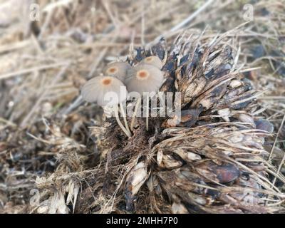 funghi psathirellaceae germogliati dal grappolo di olio di palma Foto Stock