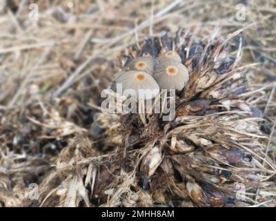 funghi psathirellaceae germogliati dal grappolo di olio di palma Foto Stock