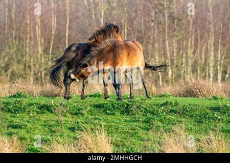 Due pony exmoor bruni combattenti, contro una foresta e lo sfondo di canne. Mordente, aring e colpire. colori autunnali in inverno. Messa a fuoco selettiva Foto Stock