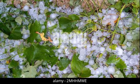 temporale di grandine di grandi dimensioni distrutto l'erba hailstones in casa giardino Foto Stock