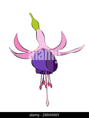 Rosa e viola Fuchsia Bella. Schizzo del contorno. isolato, sfondo bianco. Illustrazione vettoriale Illustrazione Vettoriale