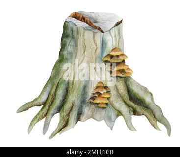 Ceppo di foresta con muschio e funghi. Rappresentazione realistica dell'acquerello nei colori verde e marrone isolato su sfondo bianco Foto Stock