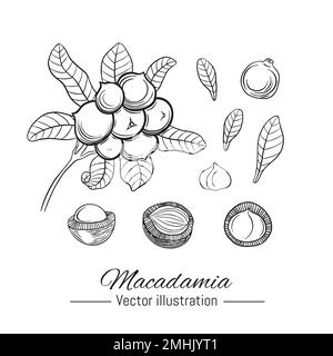 Collezione di macadamia disegnata a mano. Pianta e noci su sfondo bianco. Illustrazione vettoriale. Illustrazione Vettoriale