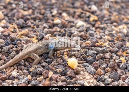 Männliche Kanaleneidechse (Gallotia galloti), tenero, Kanarische Inseln, Spanien | Tenerife Male lizard (Gallotia galloti), Tenerife, Canary Isla Foto Stock
