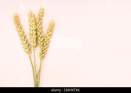 diversi spikelets secchi su sfondo rosa vicino al copyspace Foto Stock