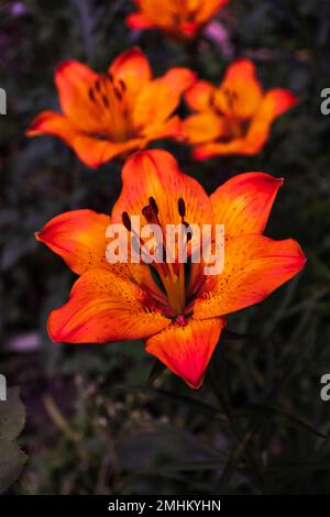 Fiori di giglio arancione brillante. Fiore di giglio arancione in piena fioritura. Fiori di giglio di charme con lunghi stami. Foto Stock