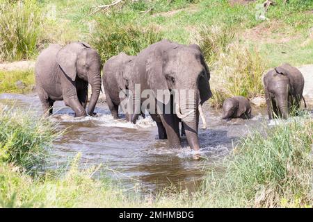 Piccolo gregge di elefante africano, elefante africano Bush (Loxodonta africana) che attraversa un fiume, Limpopo, Sudafrica Foto Stock