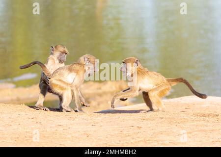 Tre bimbi naughty Chacma Baboon (Papio ursinus) che giocano in una buca d'acqua Foto Stock