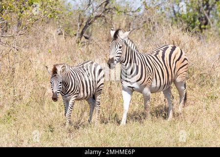 Zebra di Burchell (Equus quagga burchelli), madre e nemico che camminano attraverso la savana delle praterie. Conosciuto anche come pianura Zebra Foto Stock