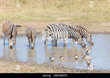 Zebra di Burchell (Equus quagga burchelli) branco bevendo in una buca d'acqua Foto Stock