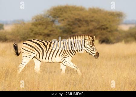 Zebra di Burchel o Zebra pianure (Equus quagga burchellii) nella savana prateria, nel Parco Nazionale di Mokala, Capo Settentrionale, Sudafrica Foto Stock