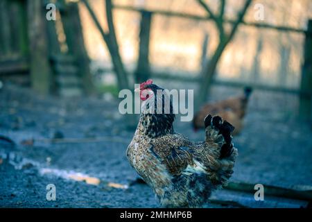 A piedi di pollo in cantiere Foto Stock