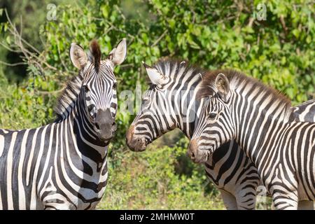 Zebra di Burchell (Equus quagga burchelli) / Ritratto familiare Zebra pianure con adulti e un nemico nel bosco mopani Foto Stock