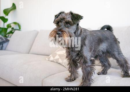 piccolo carino mini schnauzer cucciolo ritratto casa Foto Stock