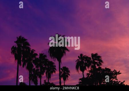 Bellissima palma di cocco con cielo al tramonto Foto Stock