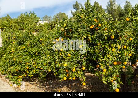 Arance che crescono su alberi da frutto vicino a Benidorm Foto Stock