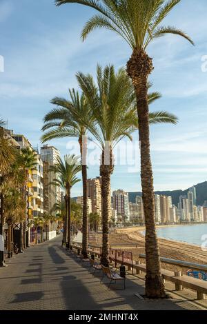 Alberi di palma lungo il promo nella città di Benidorm Foto Stock