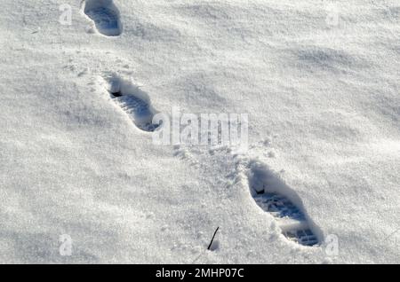 l'impronta delle scarpe nella neve fresca, è facile capire la direzione di dove vanno le persone con la silhouette impressa nella neve. Foto Stock