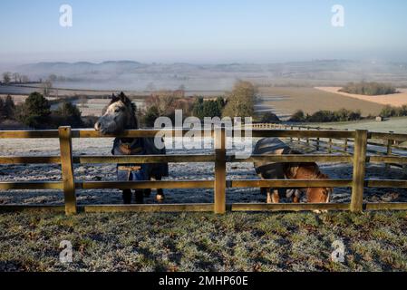 Una vista con i cavalli in un inverno gelido mattina, Staverton, Northamptonshire, Inghilterra, Regno Unito Foto Stock