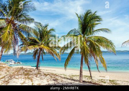 Palme da cocco sulla spiaggia tropicale nelle Filippine Foto Stock