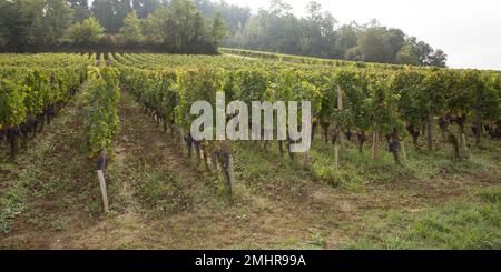 Vigneti autunnali con foglie colorate nel vino bordeaux saint emilion Foto Stock