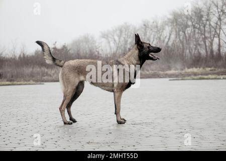 Pastore belga. Foto di un bel cane. Foto Stock