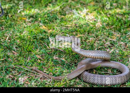 Eastern Brown Snake, Pseudonaja textilis, su prati. Il secondo serpente di terra più velenoso del mondo Foto Stock