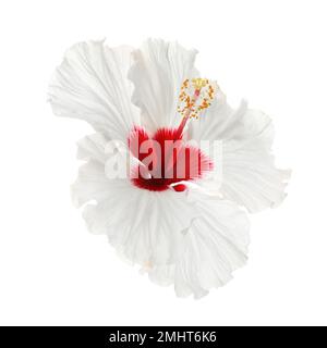 Bellissimo fiore di ibisco tropicale isolato su bianco Foto Stock