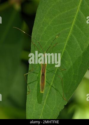 Leptocorisa oratoria, l'insetto dell'orecchio del riso, è un insetto della famiglia Alydidae, gli insetti a testa larga. Foto Stock