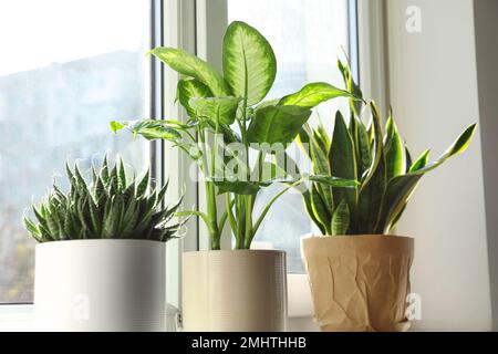 Diverse piante in vaso vicino alla finestra a casa Foto Stock